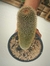 MAMMILLARIA PILCAYENSIS na internet