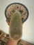 MAMMILLARIA PILCAYENSIS na internet