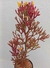 HATIORA CYLINDRICA - RHIPSALIS DE FLOR AMARELA - comprar online