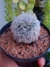 MAMMILLARIA BOCASANA VAR. SPLENDENS