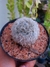 MAMMILLARIA BOCASANA VAR. SPLENDENS - comprar online