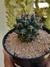MAMMILLARIA MAGNIMAMMA - comprar online