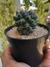 MAMMILLARIA MAGNIMAMMA na internet