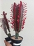 EUPHORBIA TRIGONA RUBRA na internet