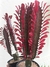 EUPHORBIA TRIGONA RUBRA - comprar online