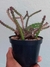 EUPHORBIA SAXORUM