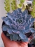 ECHEVERIA BLUE HERON - comprar online
