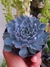 ECHEVERIA BLUE HERON na internet