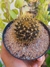 MAMMILLARIA NIVOSA