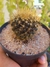 MAMMILLARIA NIVOSA - comprar online