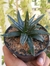 AGAVE VICTORIAE REGINAE