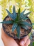 AGAVE VICTORIAE REGINAE - comprar online