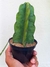 CACTO MANDACARU SEM ESPINHOS - comprar online