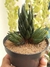 HAWORTHIA COARCTATA VAR GREENII