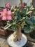 ROSA DO DESERTO (ADENIUM OBESUM) FLOR ROSA - comprar online