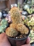 MAMMILLARIA ELONGATA (DEDO-DE-DAMA)