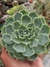 ECHEVERIA SIMULANS LAGUNA SANCHEZ' - comprar online