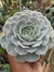 ECHEVERIA POLLUX