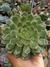 ECHEVERIA OLIVIA - comprar online