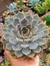 ECHEVERIA ORION - comprar online