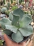 AGAVE POTATORUM - MINI AGAVE BLUE - comprar online