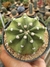 ECHINOPSIS SUBDENUDATA - CACTO LUA - comprar online
