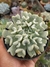 ECHEVERIA RUNYONII TOPSY TURVY - comprar online