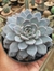 ECHEVERIA LULU - comprar online