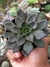 ECHEVERIA HOT CHOCOLATE - comprar online