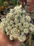 MAMMILLARIA VETULA "GRACILIS" CACTO DEDAL - comprar online