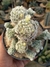 MAMMILLARIA VETULA "GRACILIS" CACTO DEDAL na internet