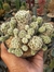 MAMMILLARIA VETULA "GRACILIS" CACTO DEDAL - Loja Paraiso das Suculentas 