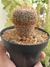 NOTOCACTUS SCHLOSSERII