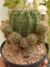 ECHINOPSIS OXYGONA na internet