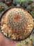 NOTOCACTUS SCHLOSSERII - comprar online