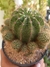 ECHINOPSIS OXYGONA - comprar online