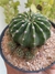 ECHINOPSIS EYRIESII - comprar online