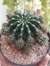 ECHINOPSIS EYRIESII na internet