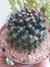 MAMMILLARIA MAMMILLARIS na internet