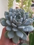 PACHYVERIA CORVUS