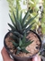 HAWORTHIA ATTENUATA - comprar online