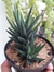HAWORTHIA ATTENUATA