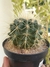 ECHINOCACTUS GRUSONII - POLTRONA DE SOGRA na internet
