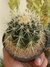 ECHINOCACTUS GRUSONII - POLTRONA DE SOGRA - comprar online