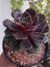 ECHEVERIA ZESTA - comprar online