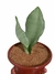 SANSEVIERIA FORMOSA - ESPADA DE S. JORGE PRATEADA - comprar online