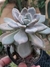 PACHYPHYTUM HOOKERI
