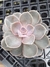 ECHEVERIA PERLE VON NURNBERG