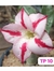 ROSA DO DESERTO ENXERTADA TP10 - comprar online