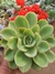 ECHEVERIA "PALIDA PRINCE" - comprar online